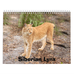 Calendrier de Lynx de Sibérien, Sibérien Lynx