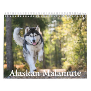 Calendrier de malamute en Alaska