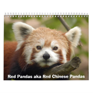 Calendrier de pandas rouges