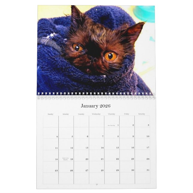 Calendrier de race de délivrance de race de chat (Jan 2026)