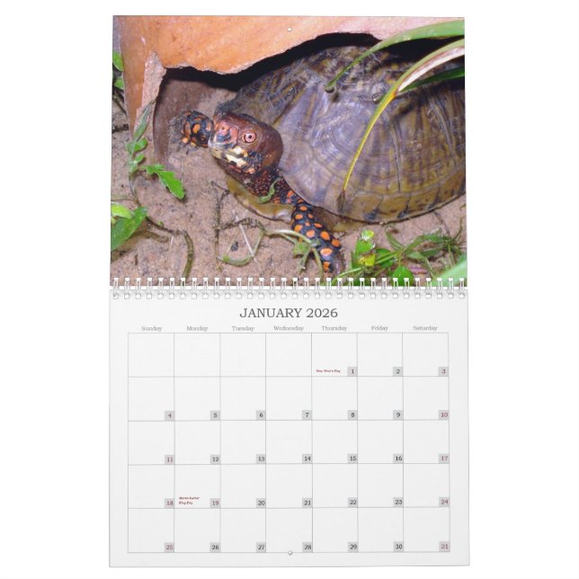 Calendrier de tortue de boîte du Texas (Jan 2026)