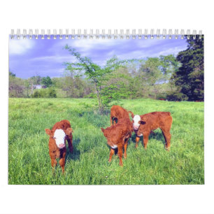 Calendrier de vache