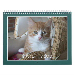 Calendrier de vie de chat