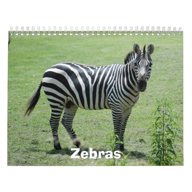 Calendrier de zèbre, zèbres (Protection)