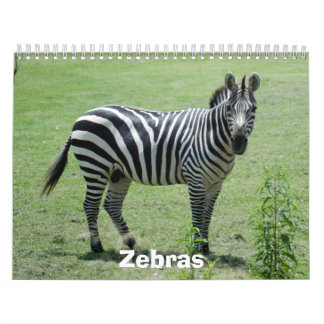 Calendrier de zèbre, zèbres