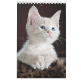 Calendrier des amants de chats
