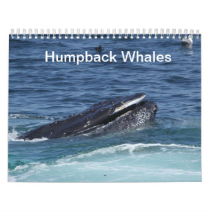 Calendrier des baleines à bosse 2014