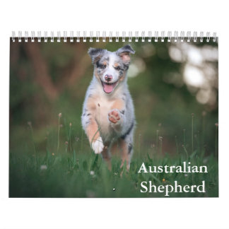 Calendrier des bergers australiens