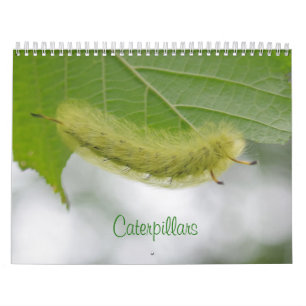 Calendrier des Caterpiliers