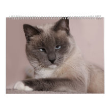 Calendrier des chats