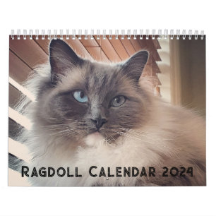 Calendrier des chats Ragdoll