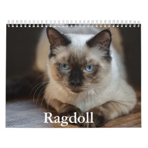 Calendrier des chats Ragdoll