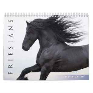 Calendrier des chevaux friésiens