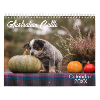 Calendrier des chiens de bétail australiens 2026