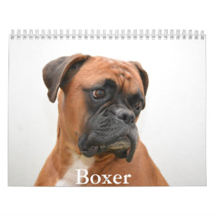 Calendrier des chiens de boxe