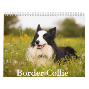 Calendrier des chiens de la frontière Collie