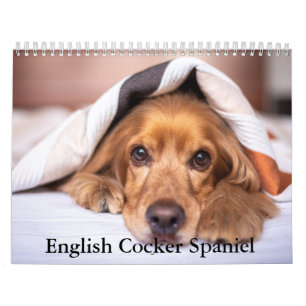 Calendrier des Chiens Espagnols Cocker
