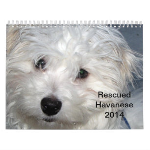 Calendrier des chiots 2014 de Havanese de