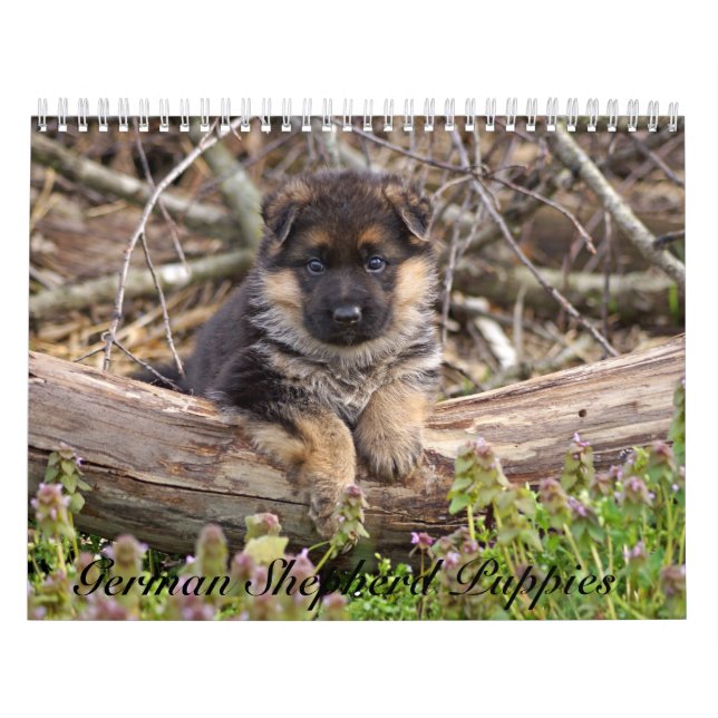 Calendrier des chiots allemands 2016 (Protection)