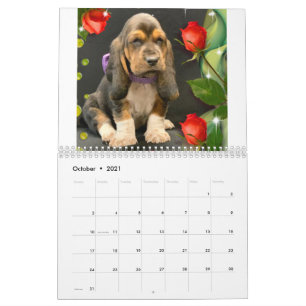 Calendrier des chiots de Basset hound