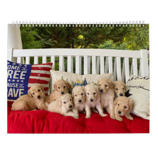 Calendrier des chiots Goldendoodle