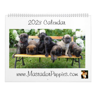 Calendrier des chiots Mastador 2023