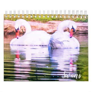 Calendrier des cygnes