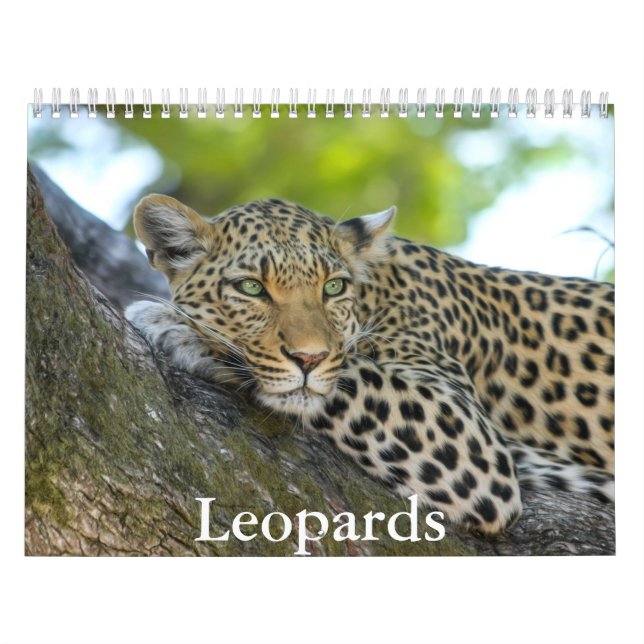 Calendrier des léopards (Protection)