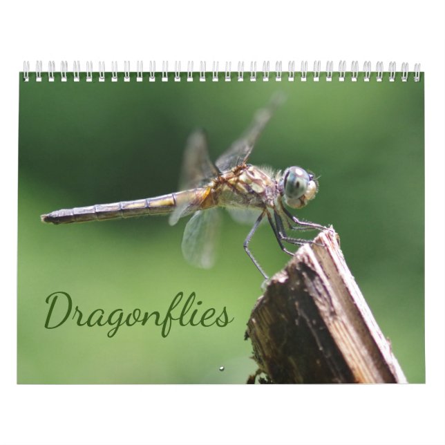 Calendrier des libellules (Protection)