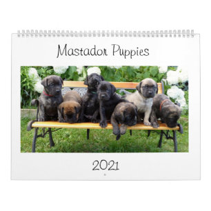 Calendrier des marionnettes Mastador