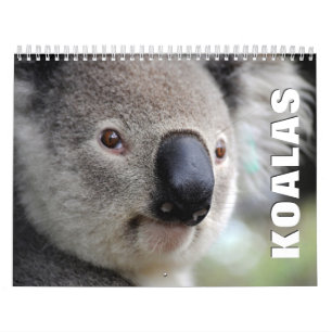 Calendrier des murs de Koalas
