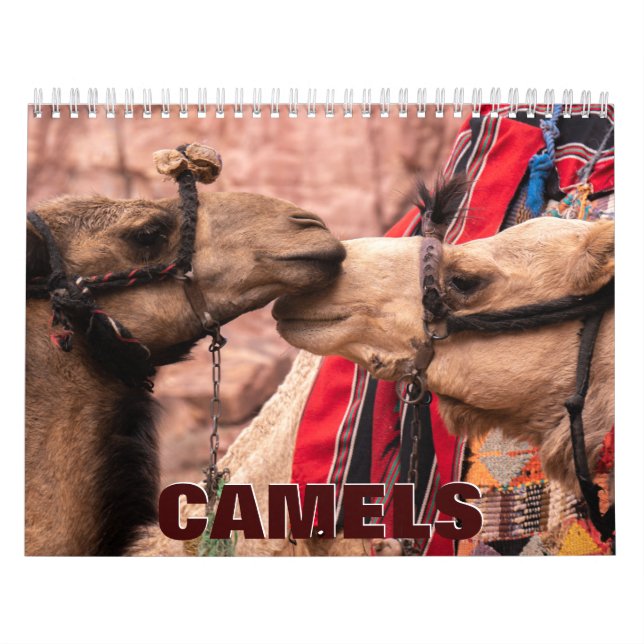 Calendrier des murs des chameaux (Protection)