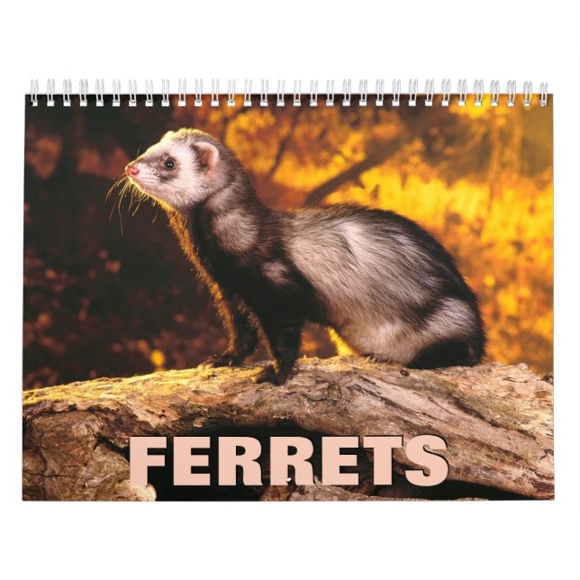 Calendrier des murs des ferrets (Protection)