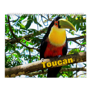 Calendrier des oiseaux du Toucan
