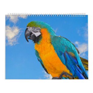 Calendrier des perroquets mixtes