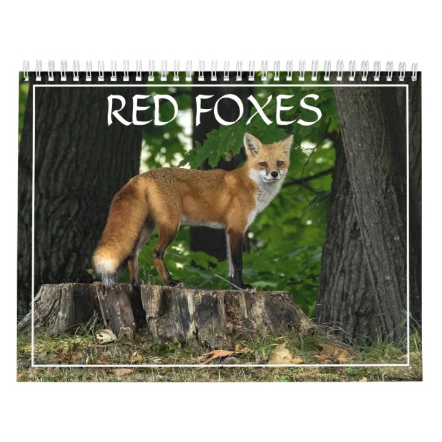 Calendrier des renards rouges (Protection)