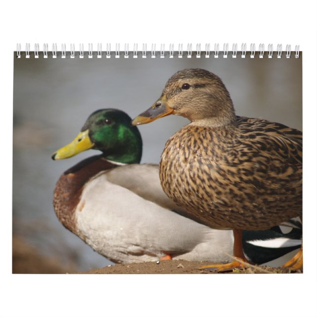 Calendrier des sportifs Mallard Ducks (Protection)