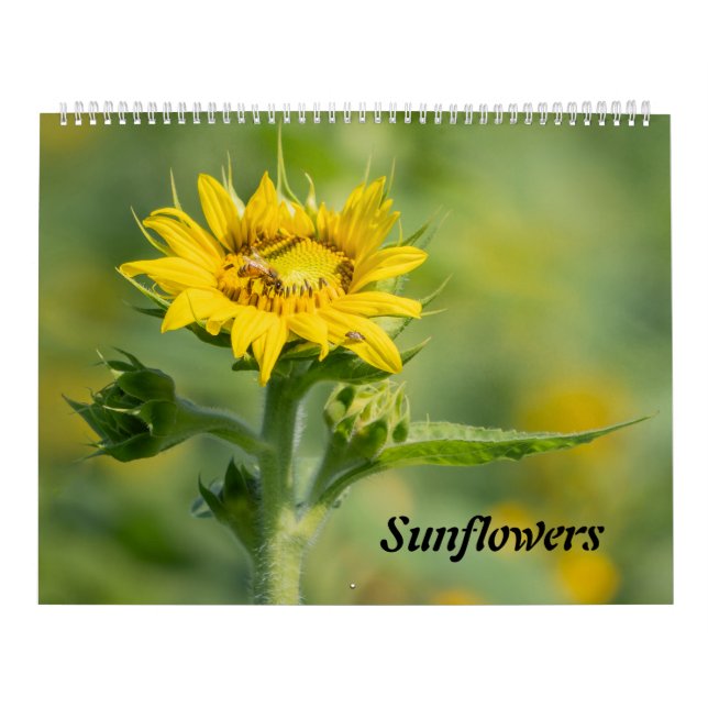 Calendrier des tournesols (Protection)