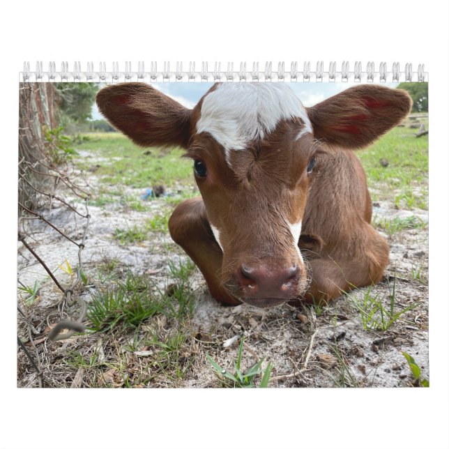 Calendrier des vaches 2024 (Protection)