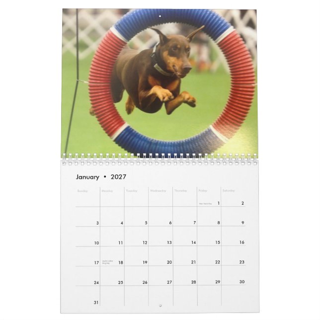 Calendrier Dobermann 2013 Calendrier-révisé fév. (Jan 2027)