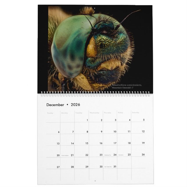 Calendrier Dragonflies 2022 (Dec 2026)