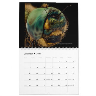 Calendrier Dragonflies 2022