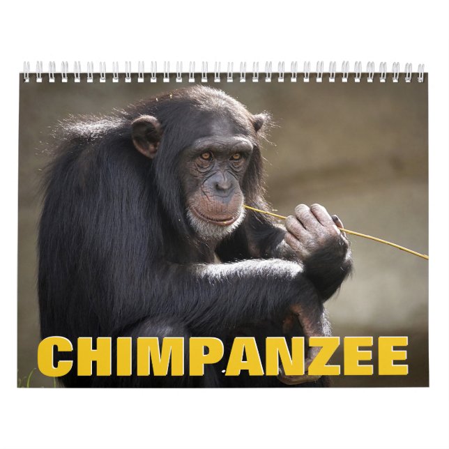 Calendrier du mur de chimpanzé (Protection)