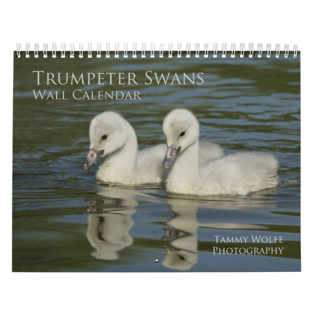 Calendrier du mur de cygne de trompette (Protection)
