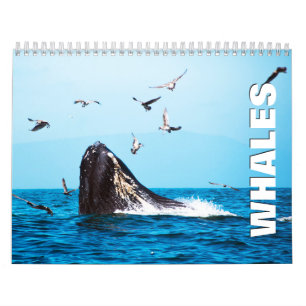Calendrier du mur des baleines