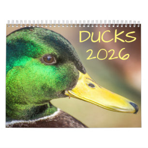 Calendrier Duck Wildlife Photography