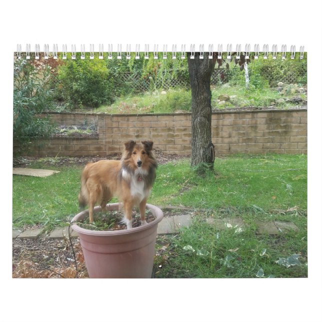 Calendrier Étagère ridicule (Protection)
