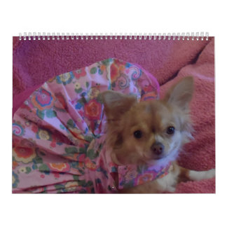 Calendrier fabuleux du chiwawa 2013