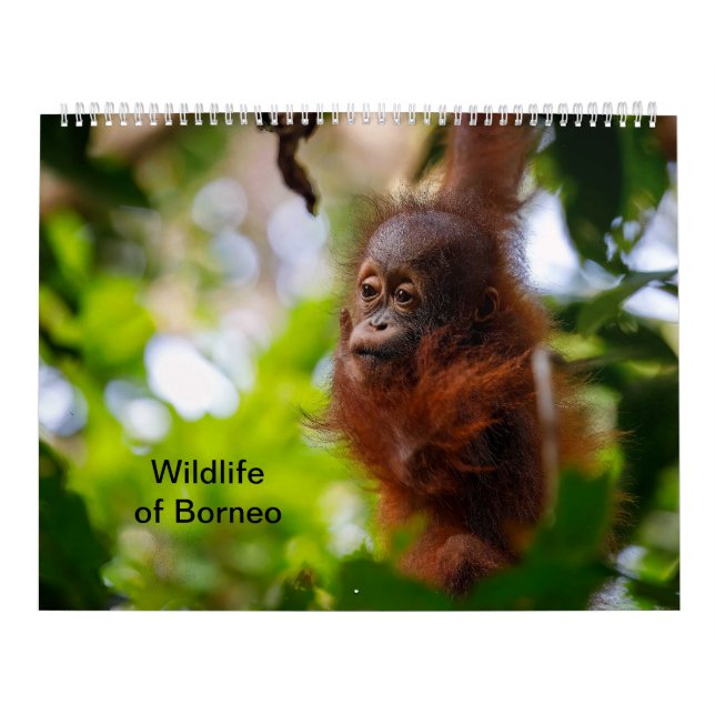Calendrier Faune de Bornéo (Protection)