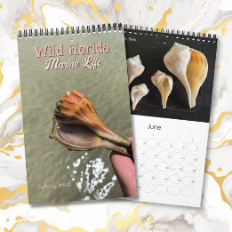 Calendrier Faune marine sauvage de Floride Escargots de mer B